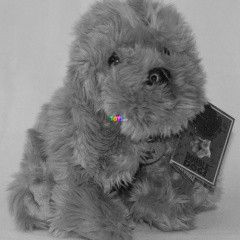 Keel Toys - Plss kutya, 30 cm